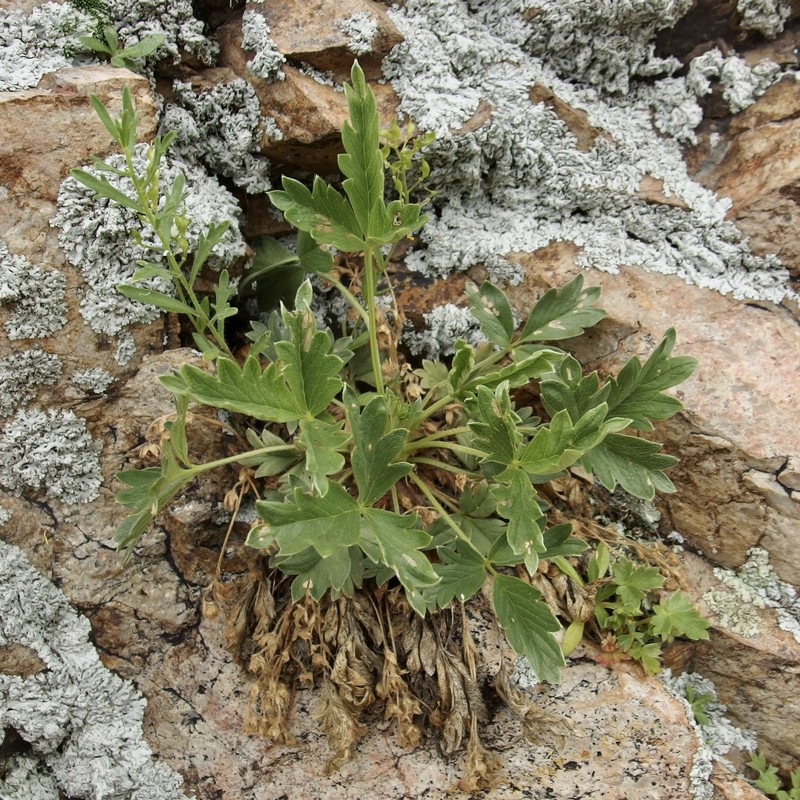 Potentilla rhyolitica var. rhyolitica photo 7