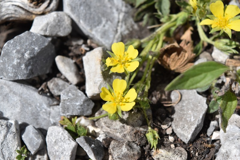 Potentilla rhyolitica var. rhyolitica photo 8