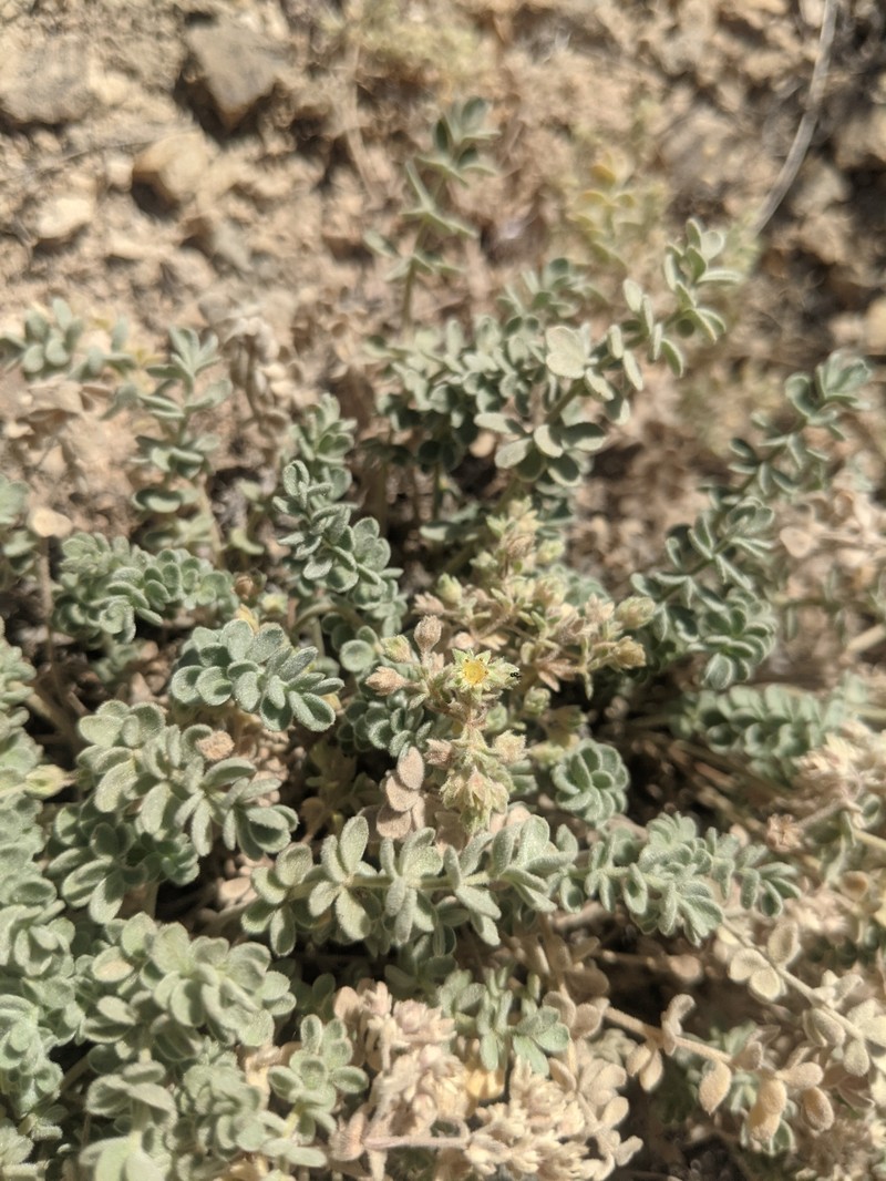 Grimy Mousetail photo 7