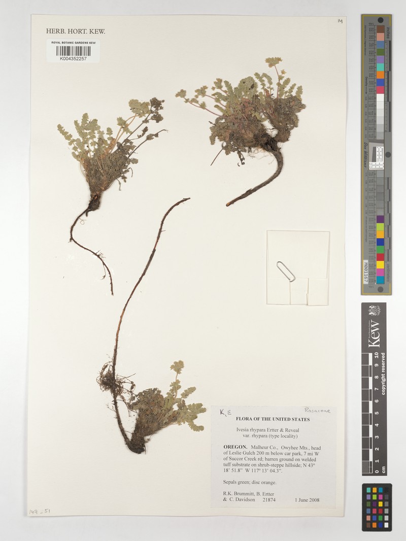 Potentilla rhypara var. shellyi photo 2