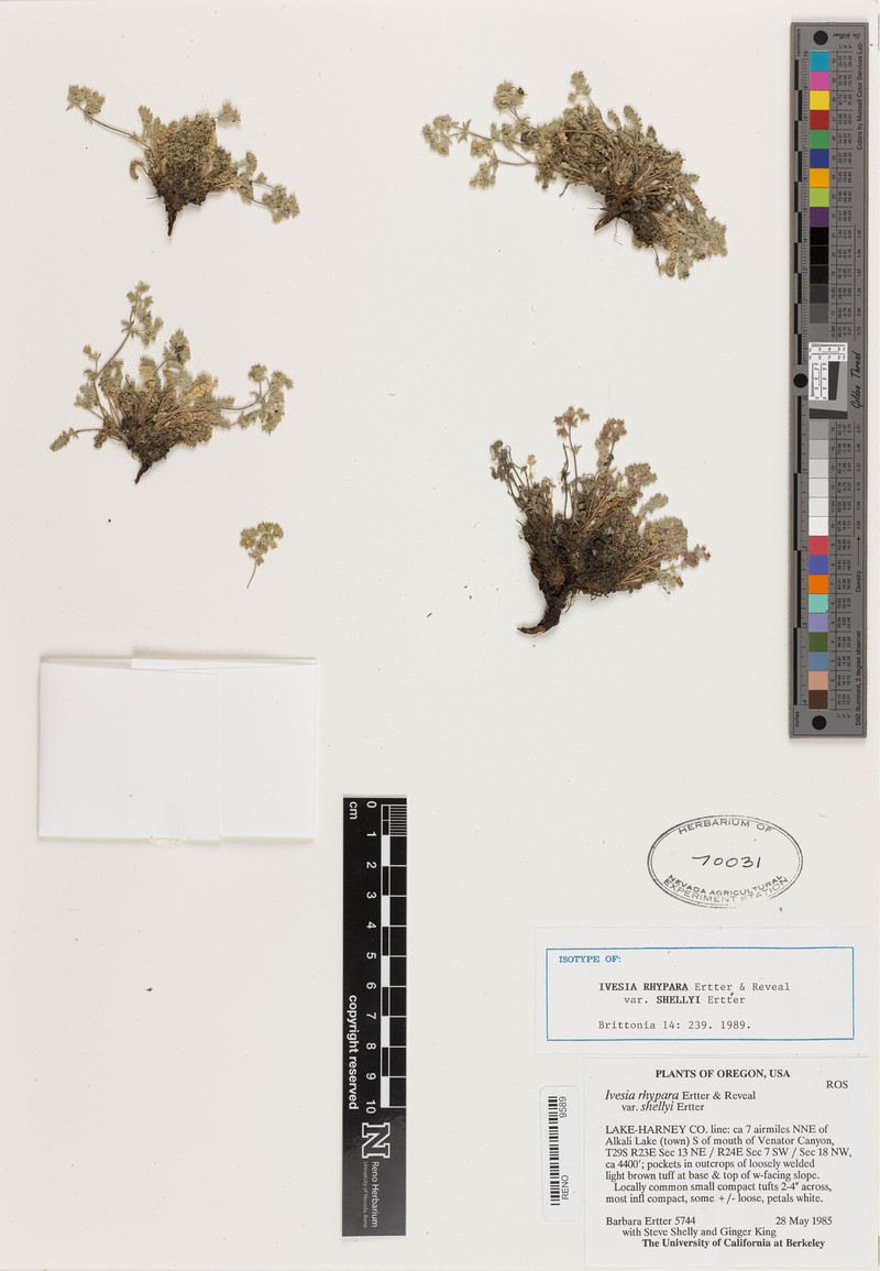 Potentilla rhypara var. shellyi photo 4