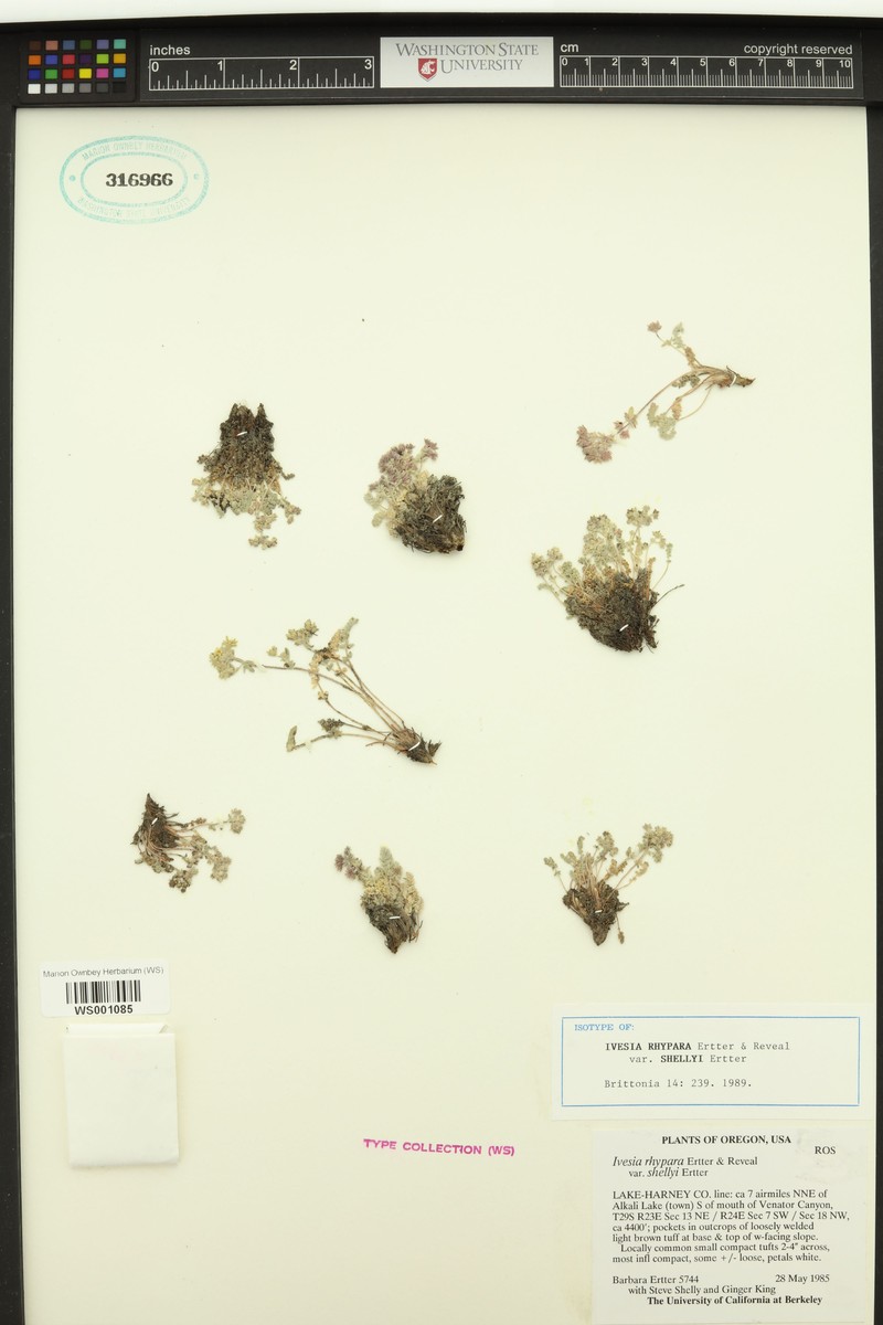 Potentilla rhypara var. shellyi photo 5