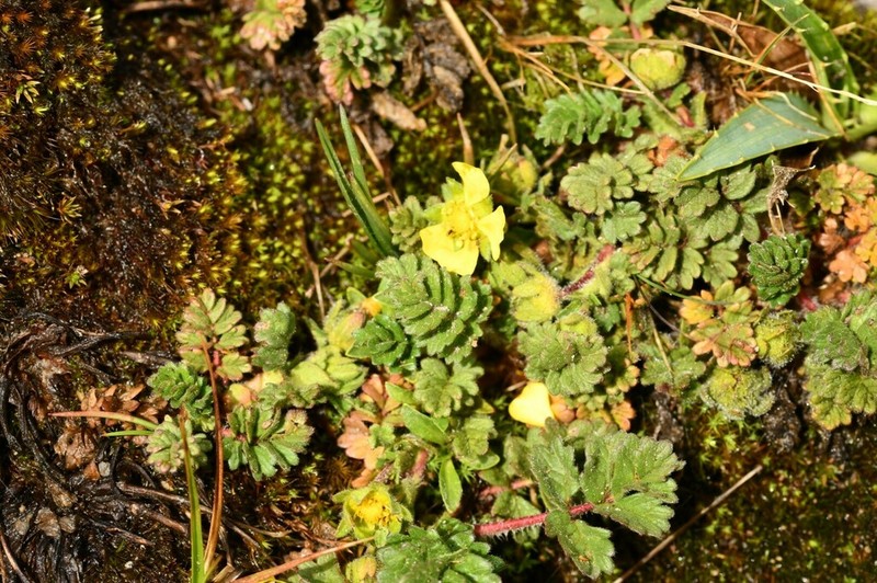 Potentilla richardii photo 2