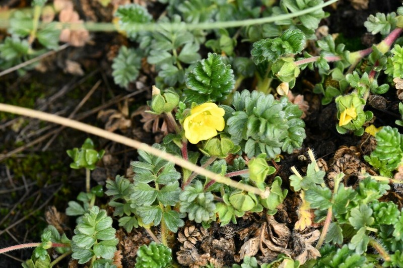 Potentilla richardii photo 3
