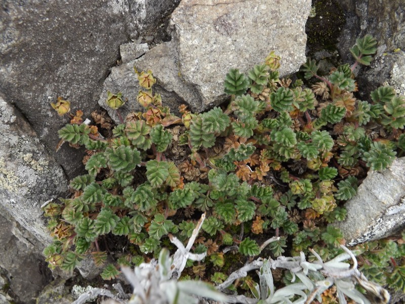 Potentilla richardii photo 4