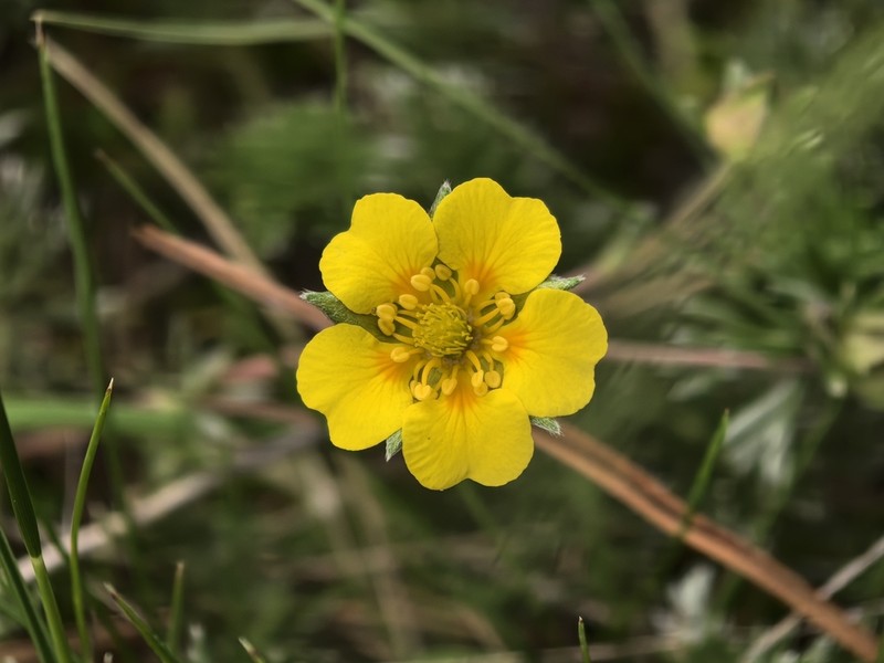 Potentilla richardii photo 5