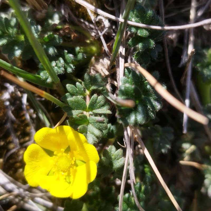 Potentilla richardii photo 6