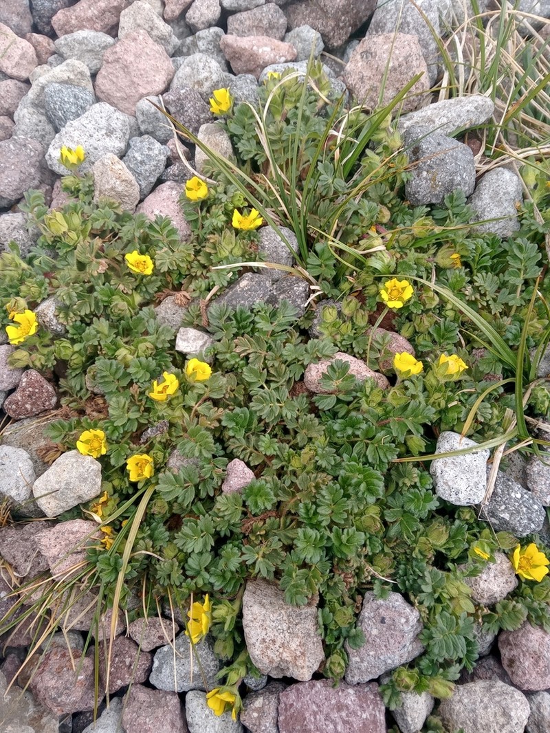 Potentilla richardii photo 7