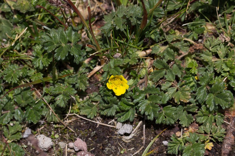 Potentilla richardii photo 8