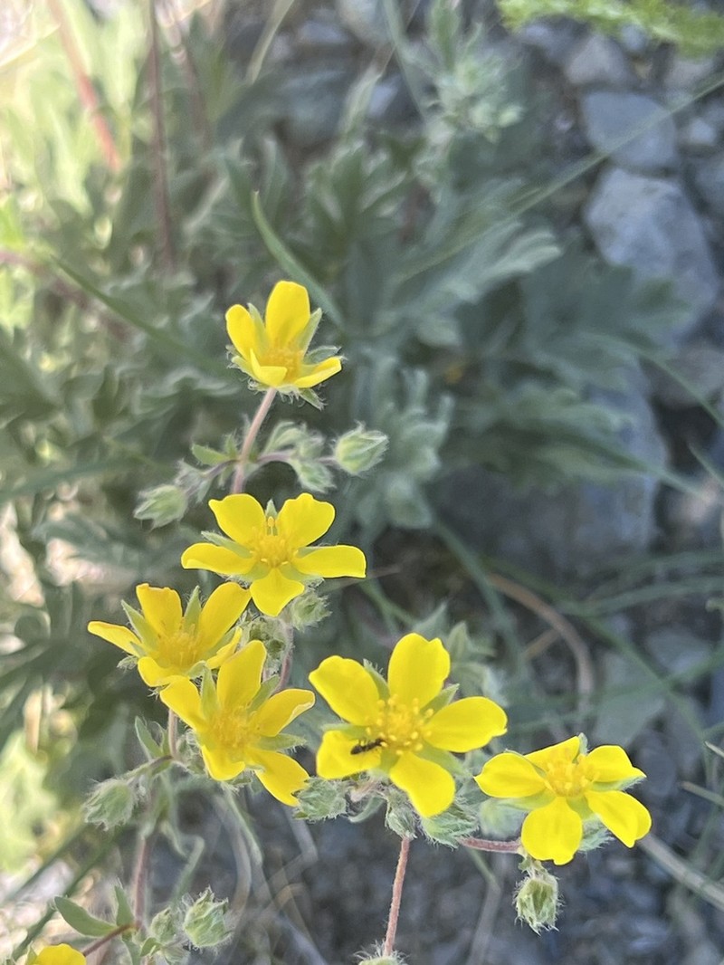 Potentilla rigidula