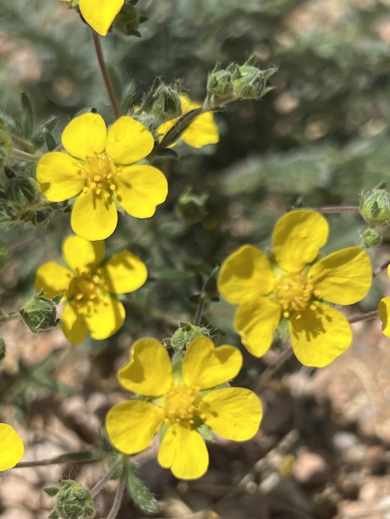Potentilla rigidula photo 2