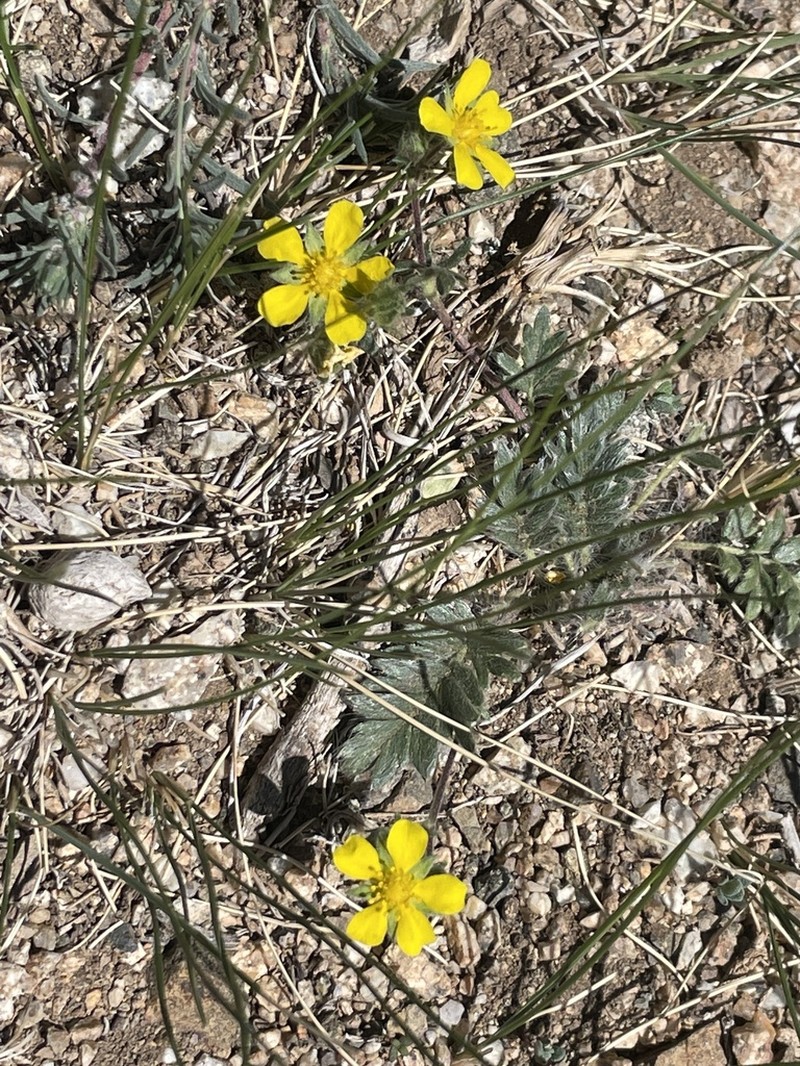 Potentilla rigidula photo 3