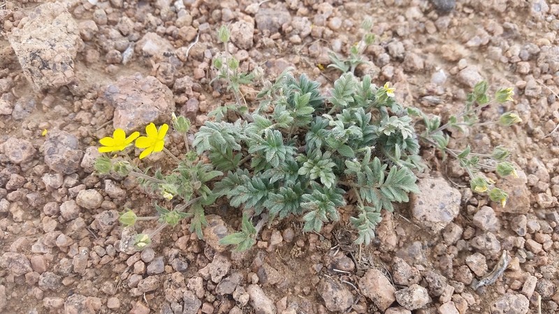 Potentilla rigidula photo 4