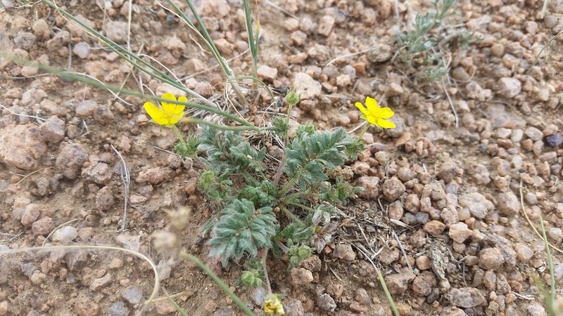 Potentilla rigidula photo 5
