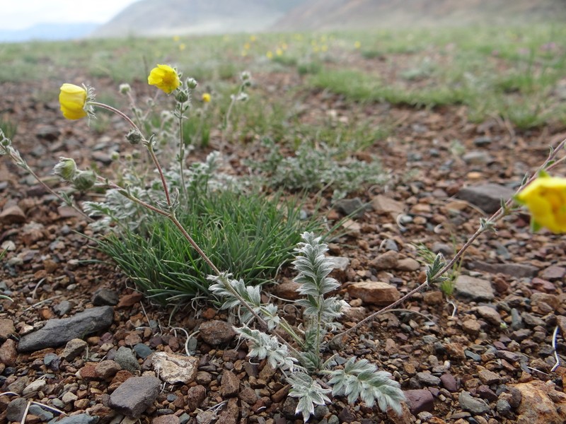Potentilla rigidula photo 6