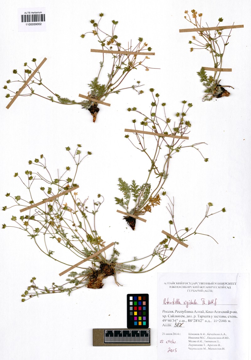 Potentilla rigidula photo 7