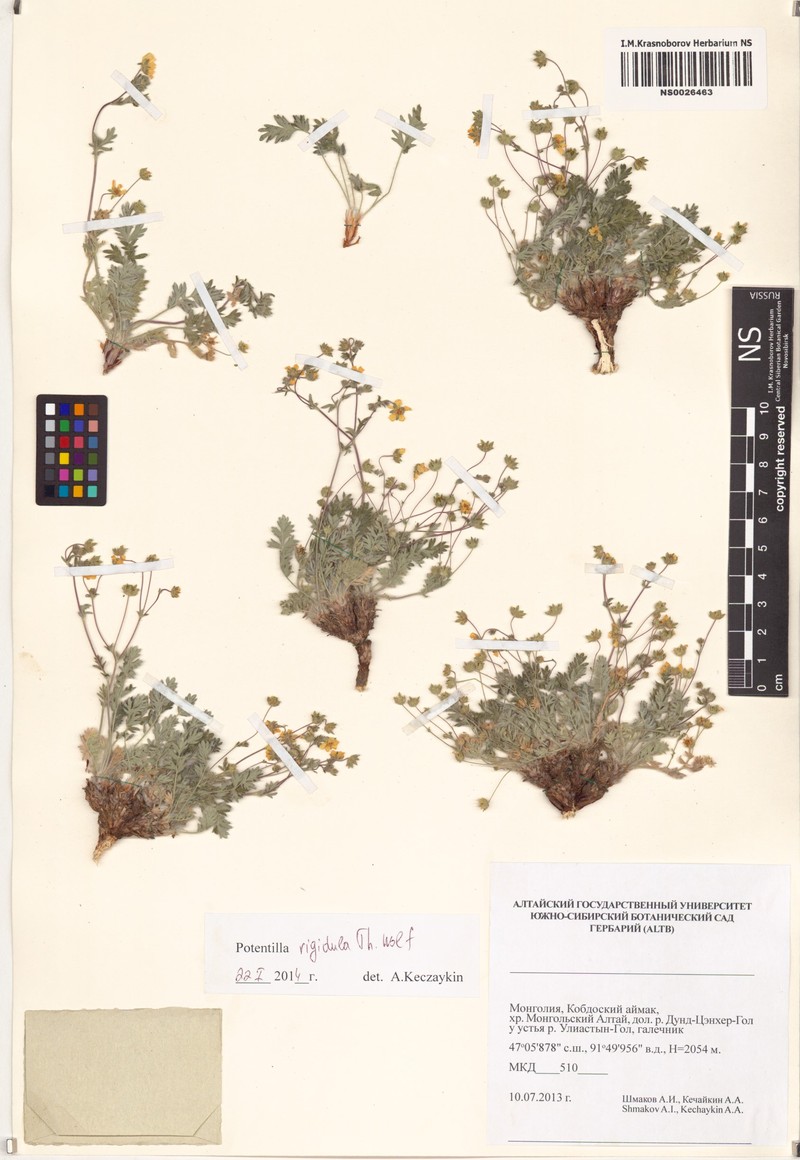 Potentilla rigidula photo 8