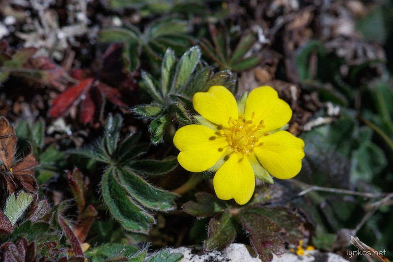 Potentilla rigoana photo 2