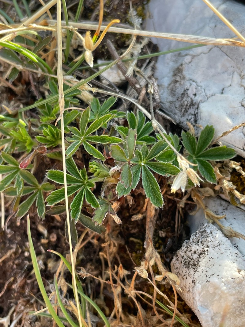 Potentilla rigoana photo 3