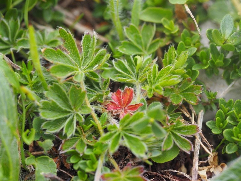 Potentilla rigoana photo 4