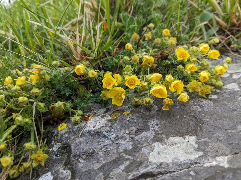 Potentilla rigoana photo 5