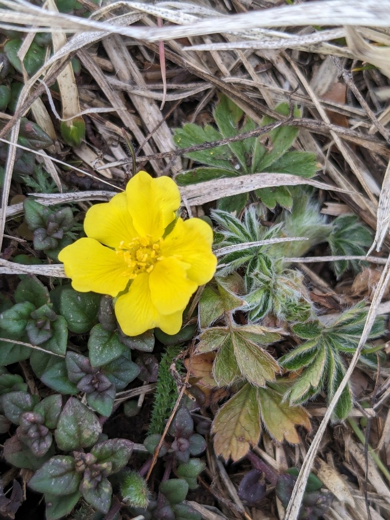 Potentilla rigoana photo 6