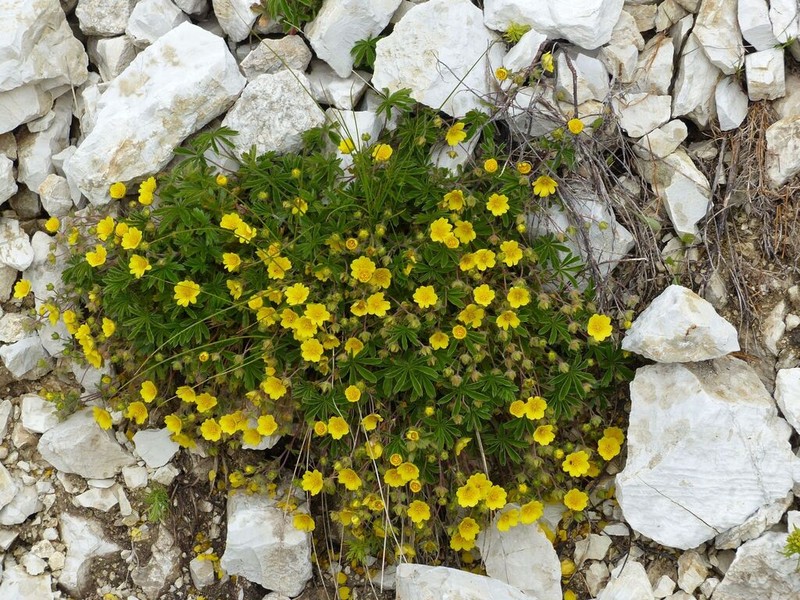 Potentilla rigoana photo 7