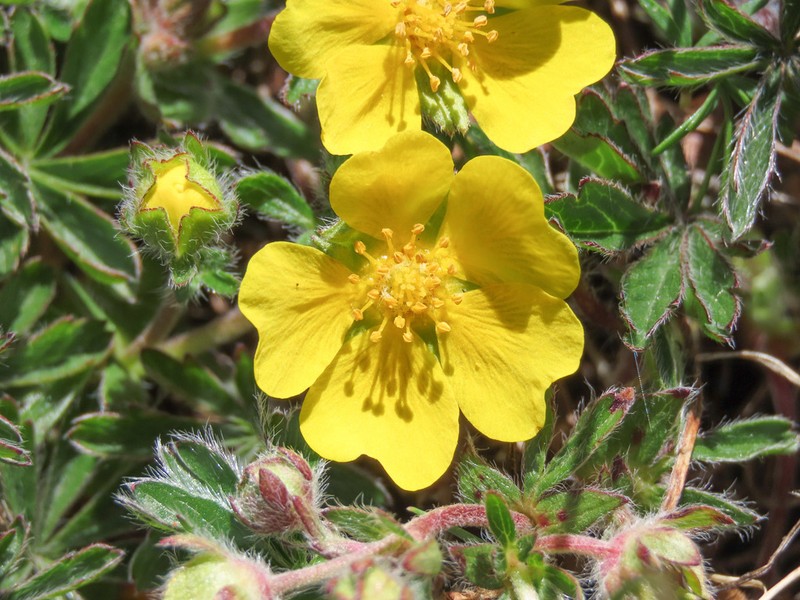 Potentilla rigoana photo 8