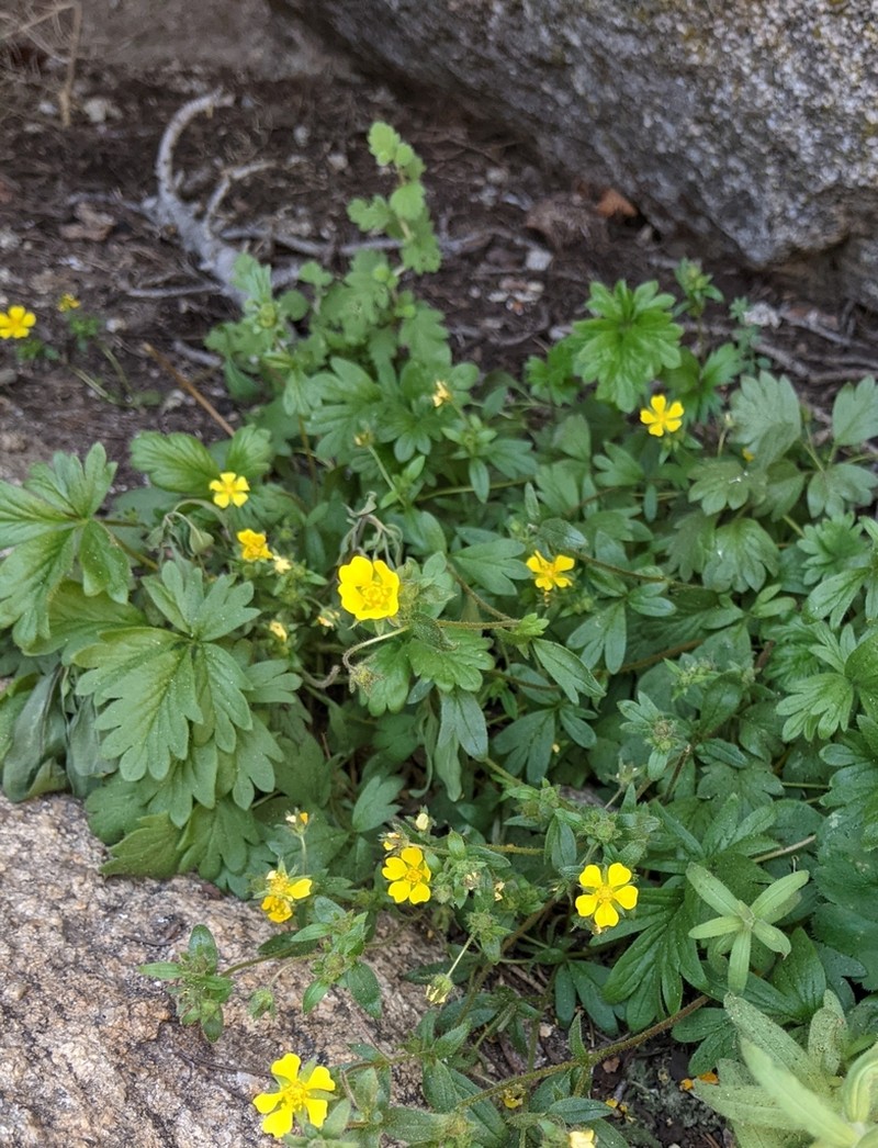Cliff Cinquefoil