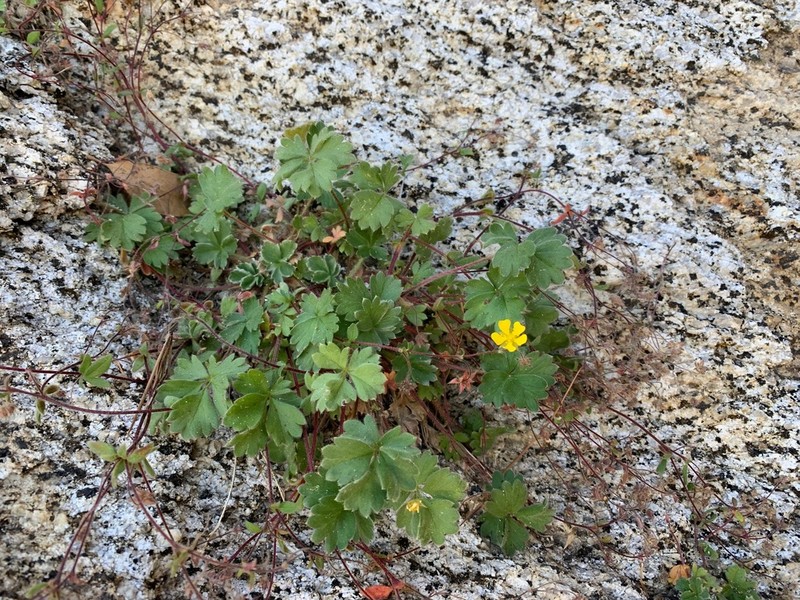 Cliff Cinquefoil photo 2