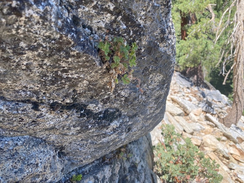 Cliff Cinquefoil photo 3