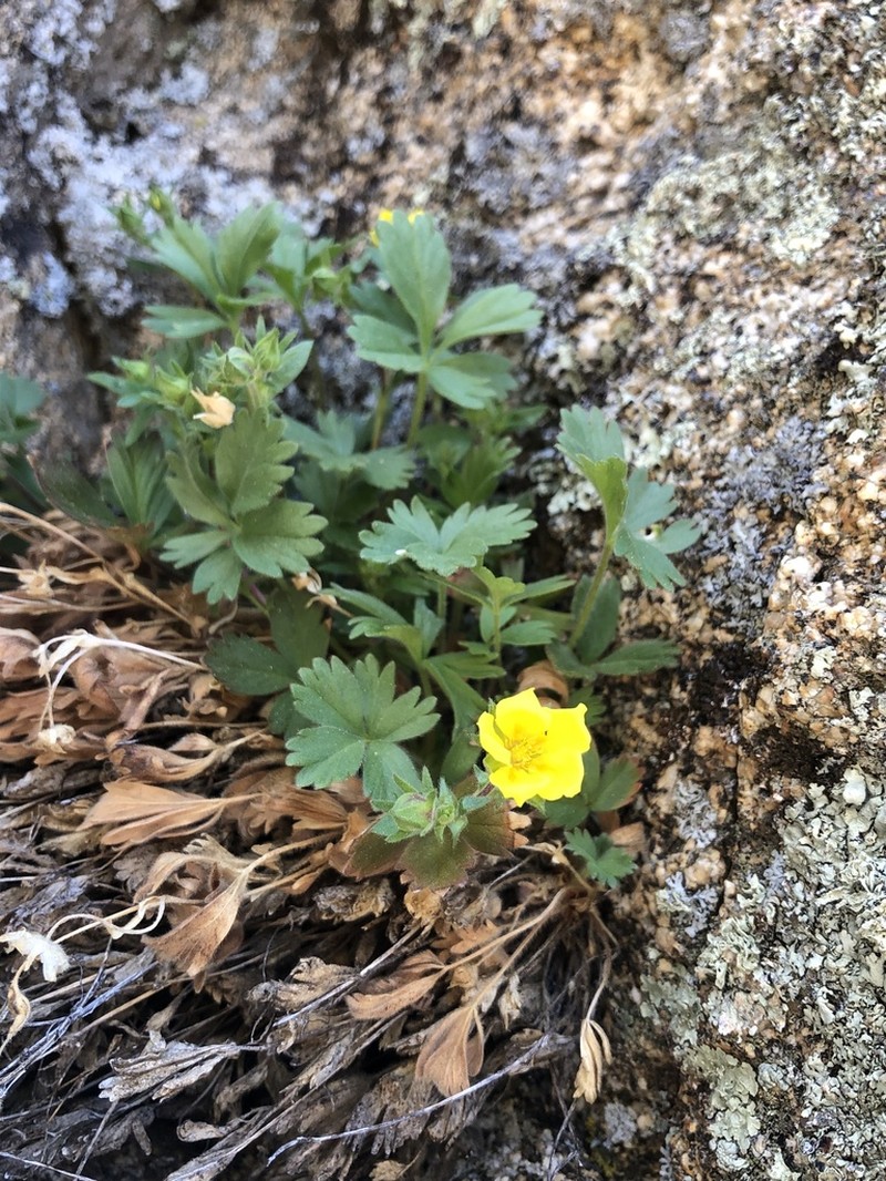 Cliff Cinquefoil photo 4