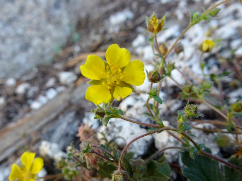 Cliff Cinquefoil photo 5