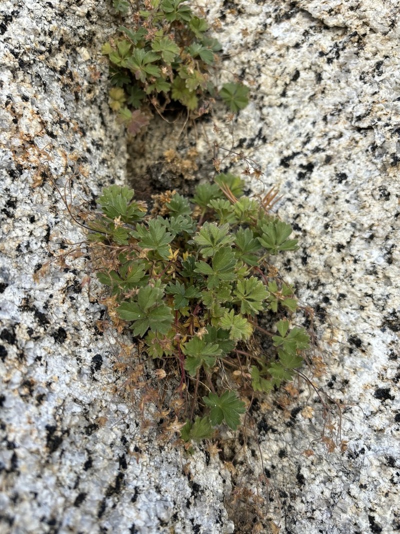 Cliff Cinquefoil photo 6