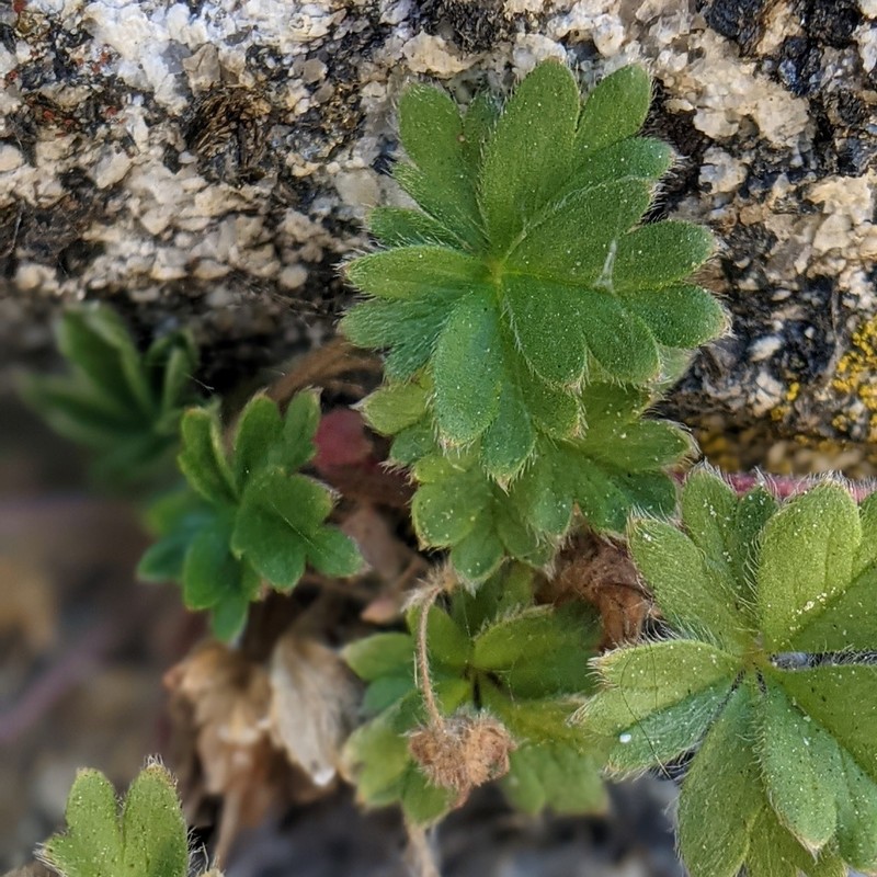 Cliff Cinquefoil photo 7