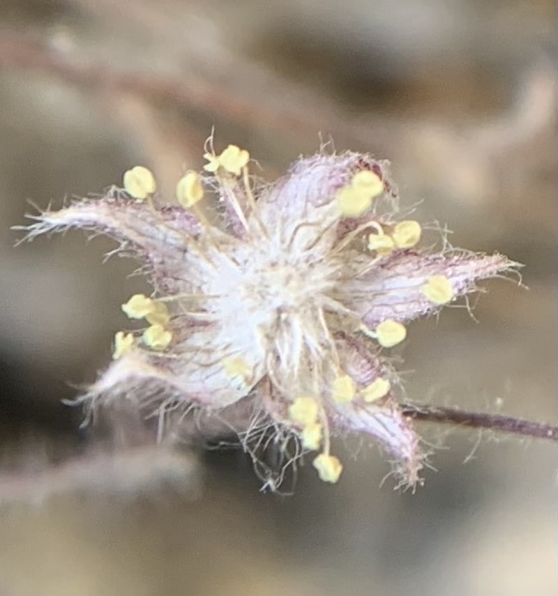 Cliff Cinquefoil photo 8