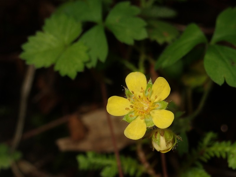 Potentilla riparia