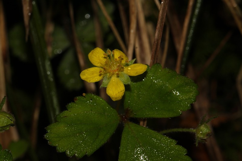 Potentilla riparia photo 2