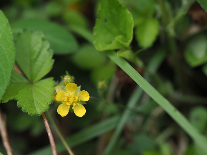 Potentilla riparia photo 3