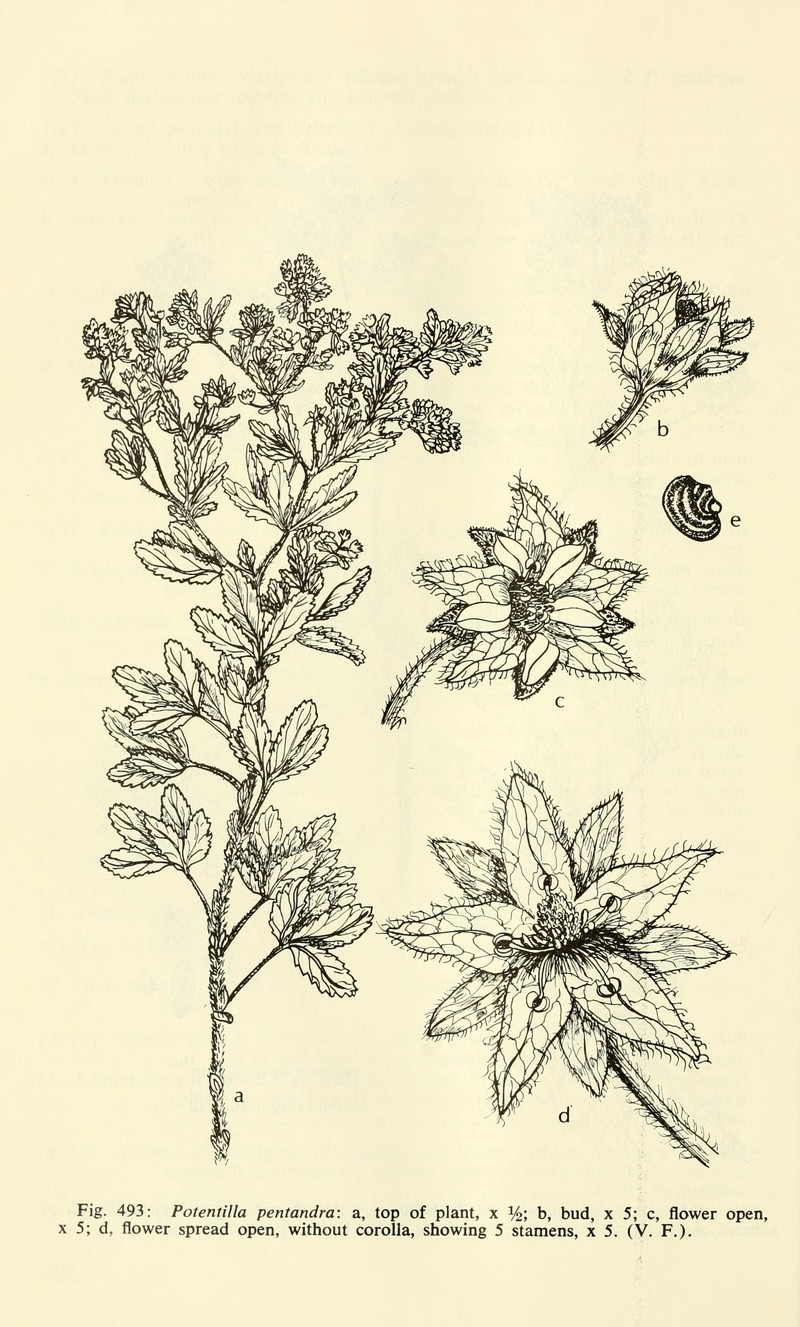 Brook Cinquefoil photo 4