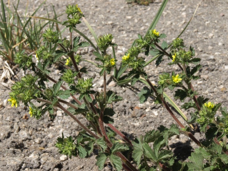 Brook Cinquefoil photo 5