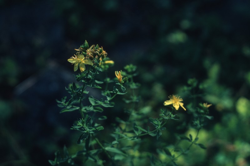 Brook Cinquefoil photo 6