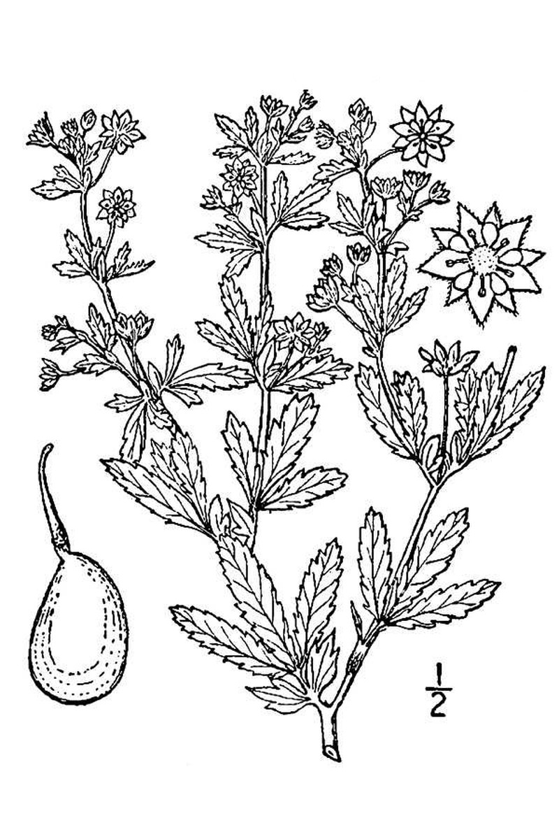 Brook Cinquefoil