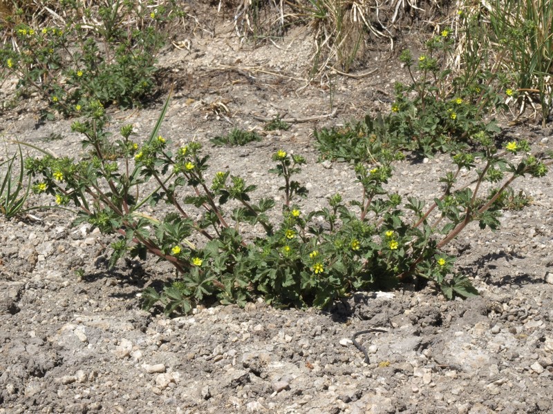 Brook Cinquefoil photo 2