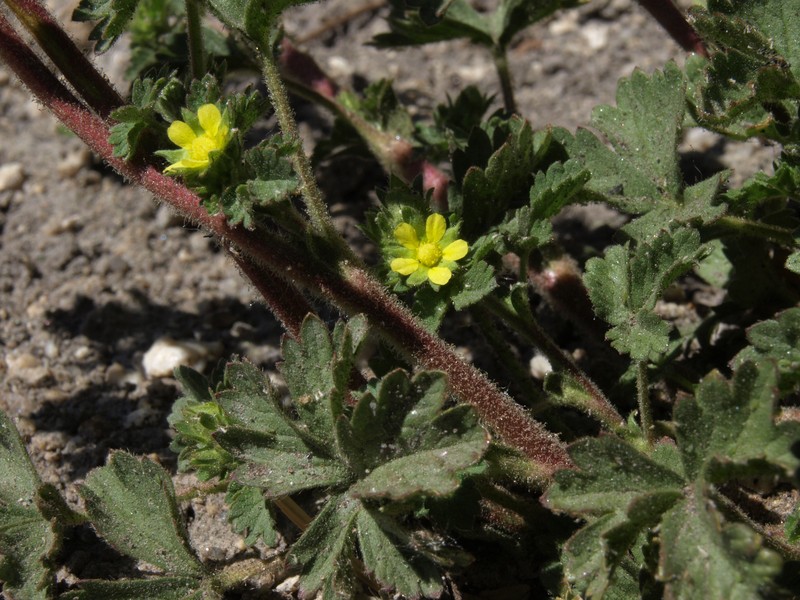 Brook Cinquefoil photo 3