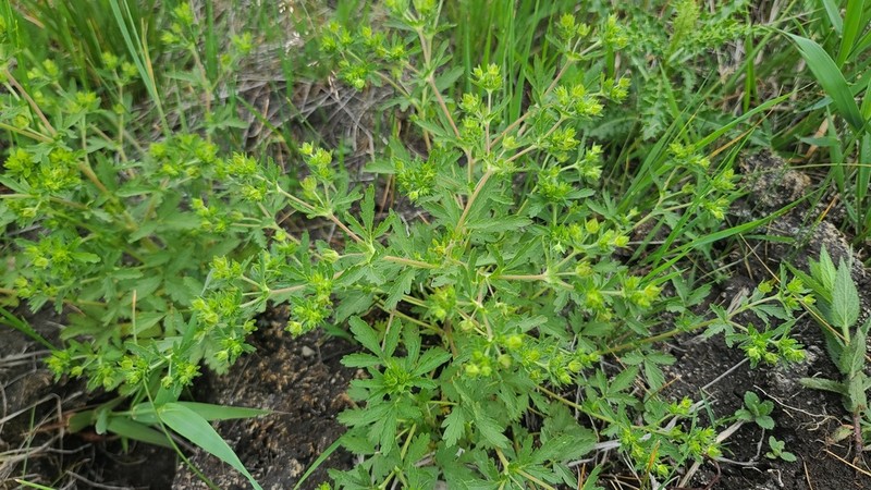 Brook Cinquefoil photo 3