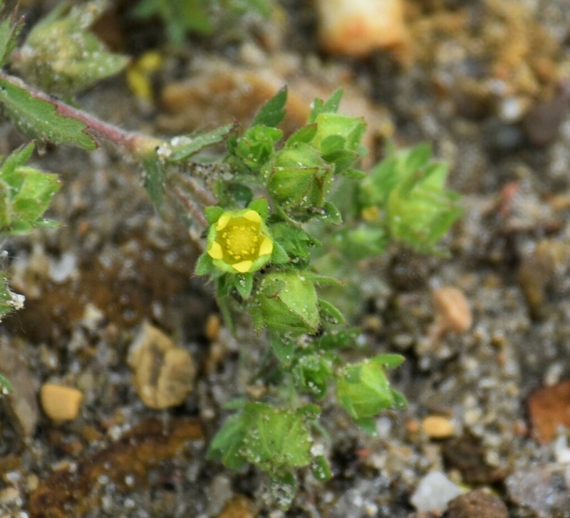 Brook Cinquefoil photo 4