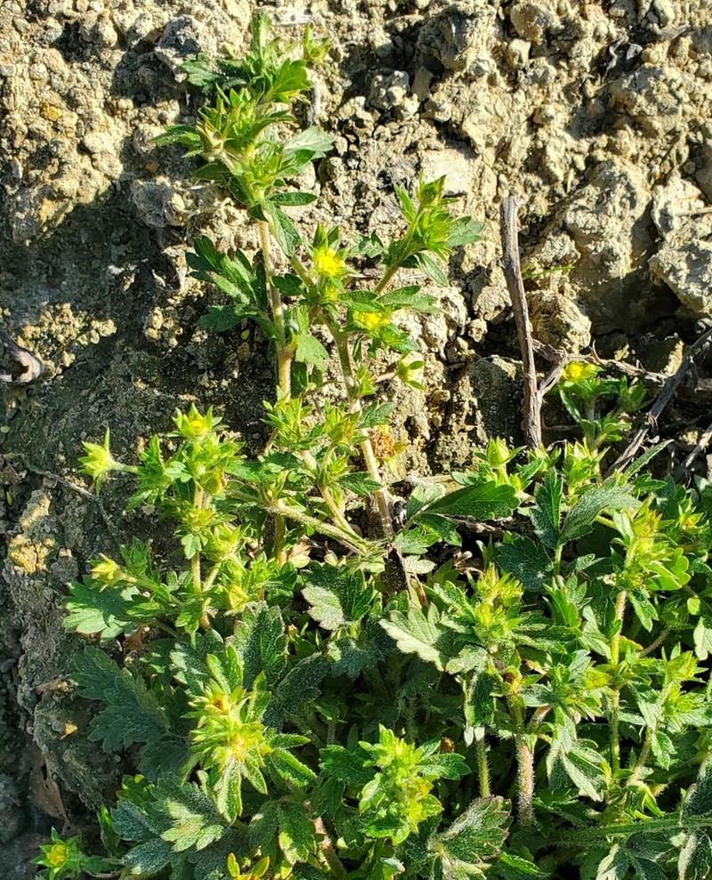 Brook Cinquefoil photo 5