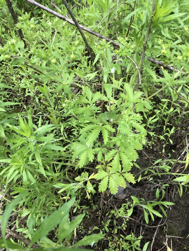 Brook Cinquefoil photo 6