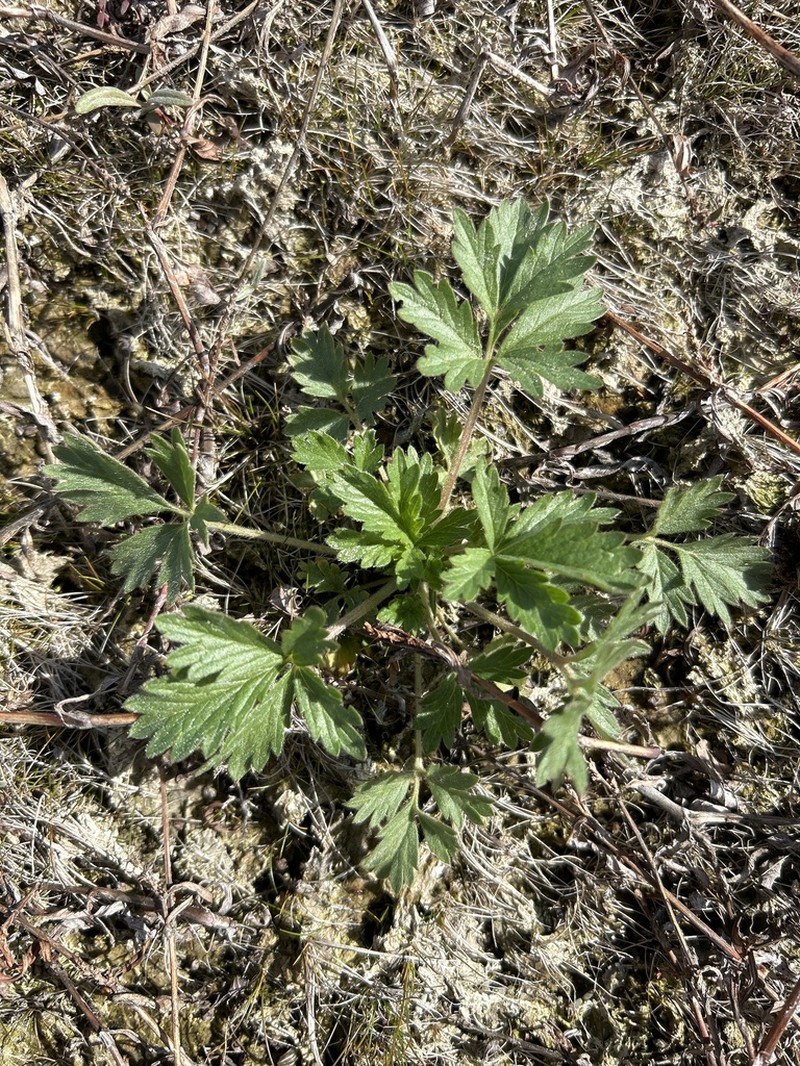 Brook Cinquefoil photo 7